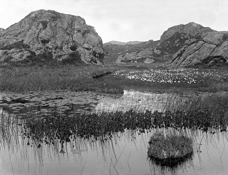 Et tjern med vannliljer og myrull.Fotograf: Thea Larsen, MHB-F.007821, Karmsund folkemuseums fotosamling.